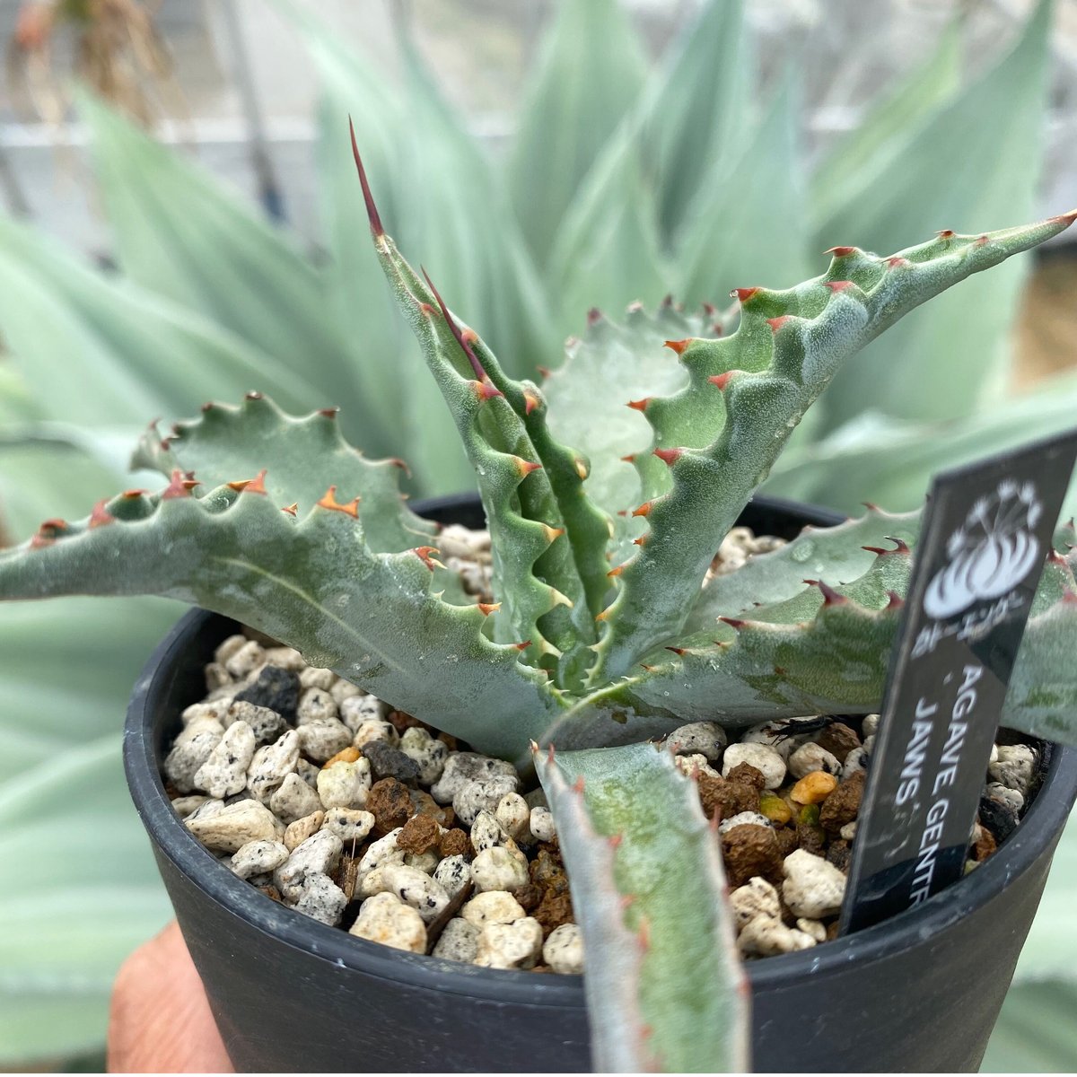 アガベジェントリージョーズ | カトーエンゲー