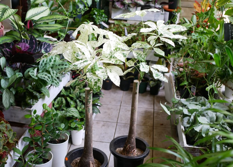 パキラミルキーウェイ パキラ 斑入り 接木タイプ 人気のインテリア