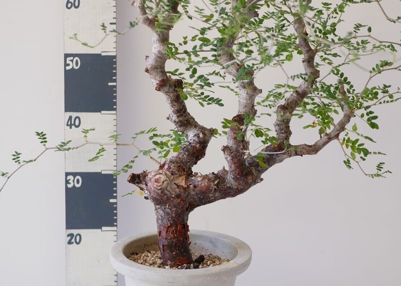 コミフォラ モンストローサ Commiphora monstrosa 発根済み