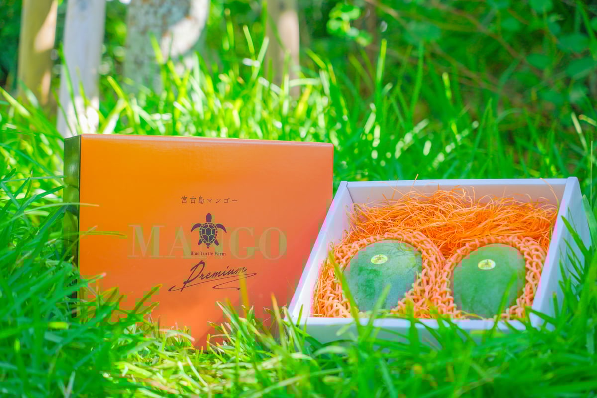 宮古島産「巨果・幻のキーツマンゴー」2玉 | Blue Turtle Farm & Mango