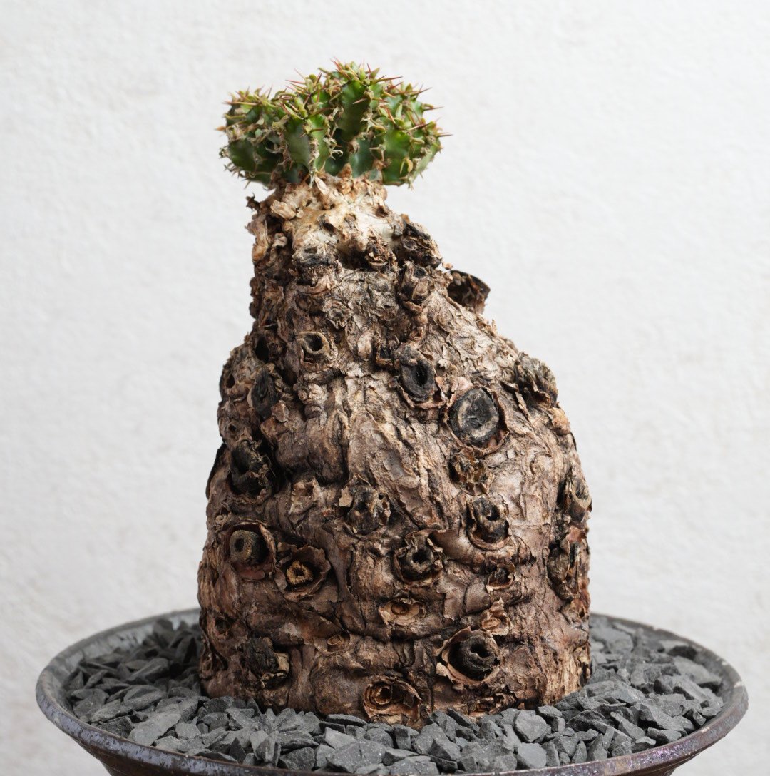 ユーフォルビア・ムランジーナ 現地球 x 井上茂 陶器鉢 | Agave