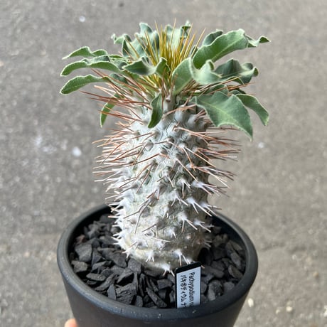 パキポディウムナマクアナム | STORES