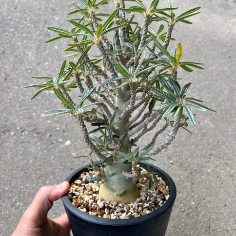 ブラータ | STORES