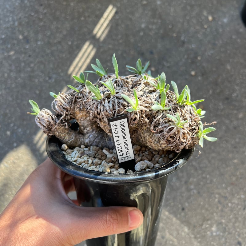 オトンナ レトロルサ | STELLA.PLANTS