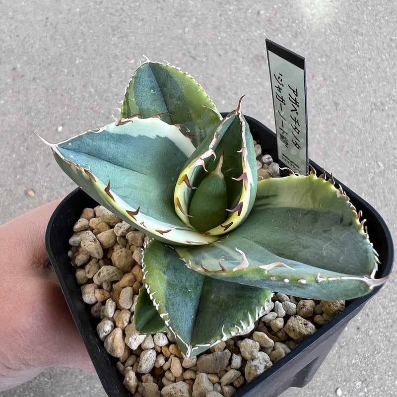 アガベ チタノタ ジャガーノート錦1 | STELLA.PLANTS