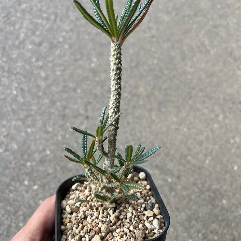 ドルステニア ギガス ブラータ | STELLA.PLANTS