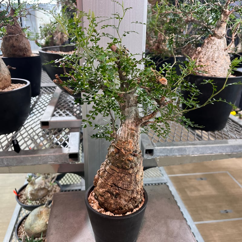 081901】発根済 オペルクリカリア パキプス | KANIK