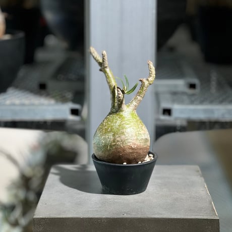 CATEGORY パキポディウム | KANIK