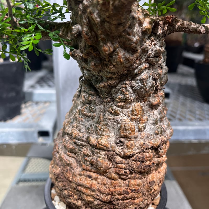 111101】発根済 オペルクリカリア パキプス | KANIK