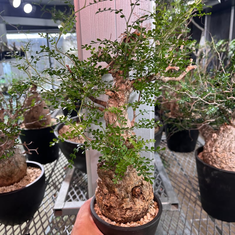 081901】発根済 オペルクリカリア パキプス | KANIK