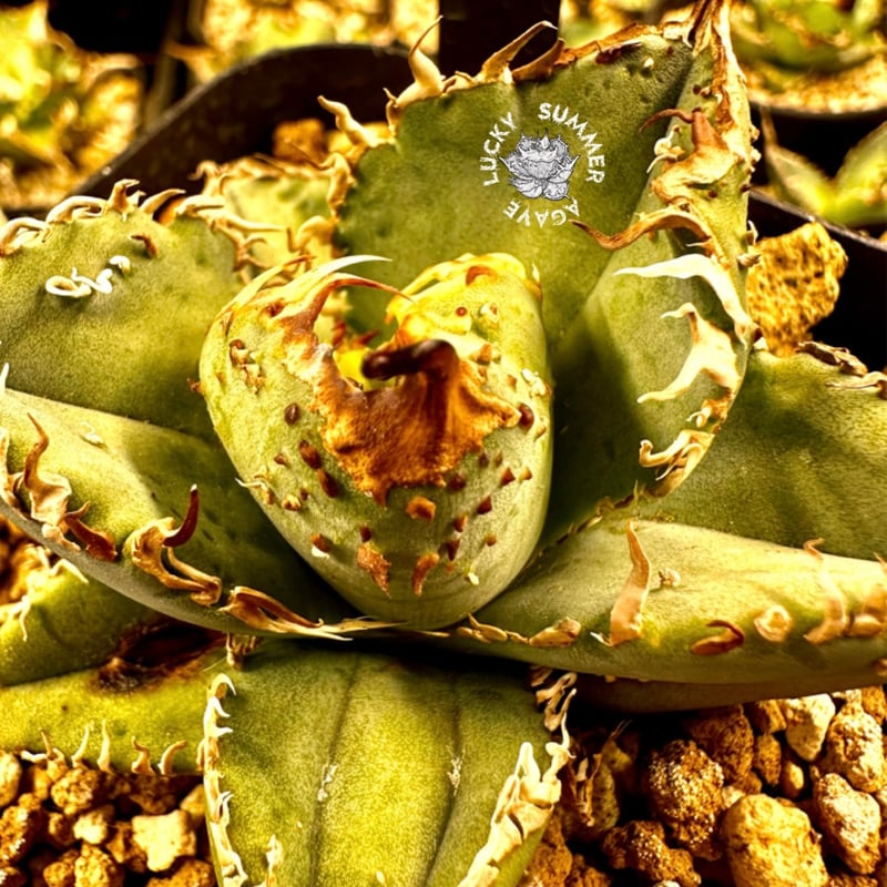 アガベ 『Mesmerizing Spines-WV』 | Lucky Summer Agave
