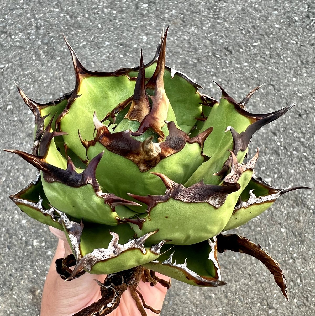 アガベ チタノタ 黒羽毛 特選 極上大子株 【公式通販】