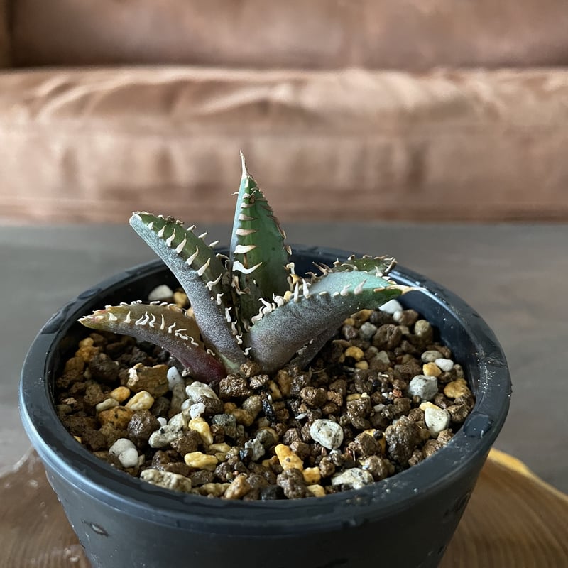 アガベ レッドキャットウィーズル | noble plants