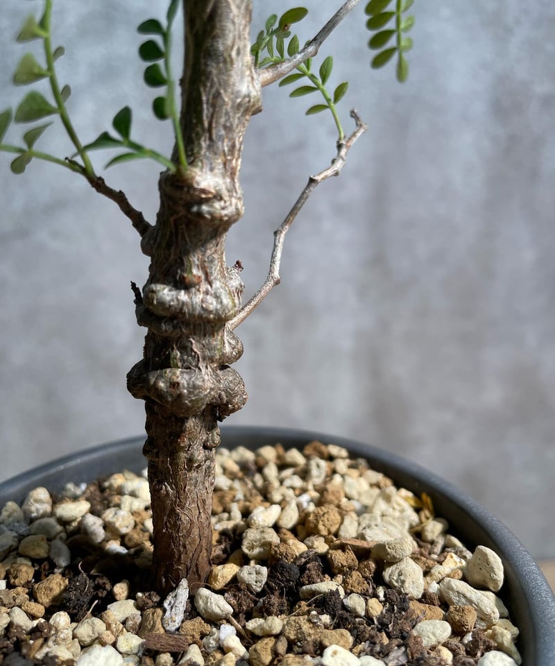 オペルクリカリア パキプス 実生5年株 発根済 (商品番号PP-52valiem