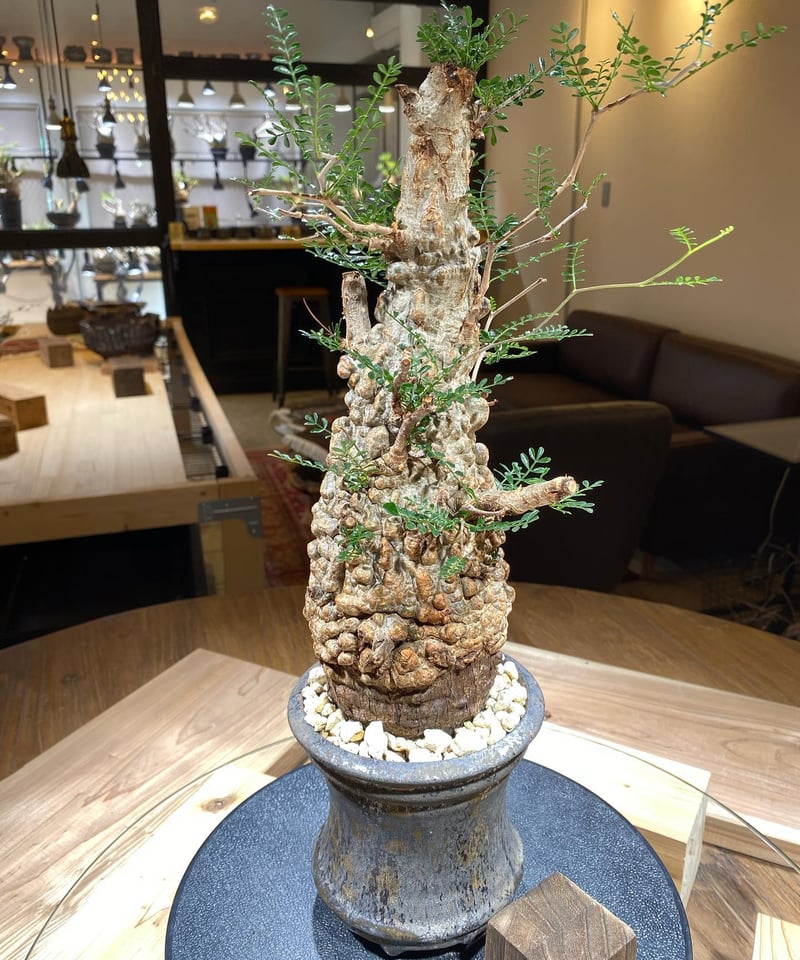 オペルクリカリア パキプス／Operculicarya pachypus 発根済 ボコ肌株 (