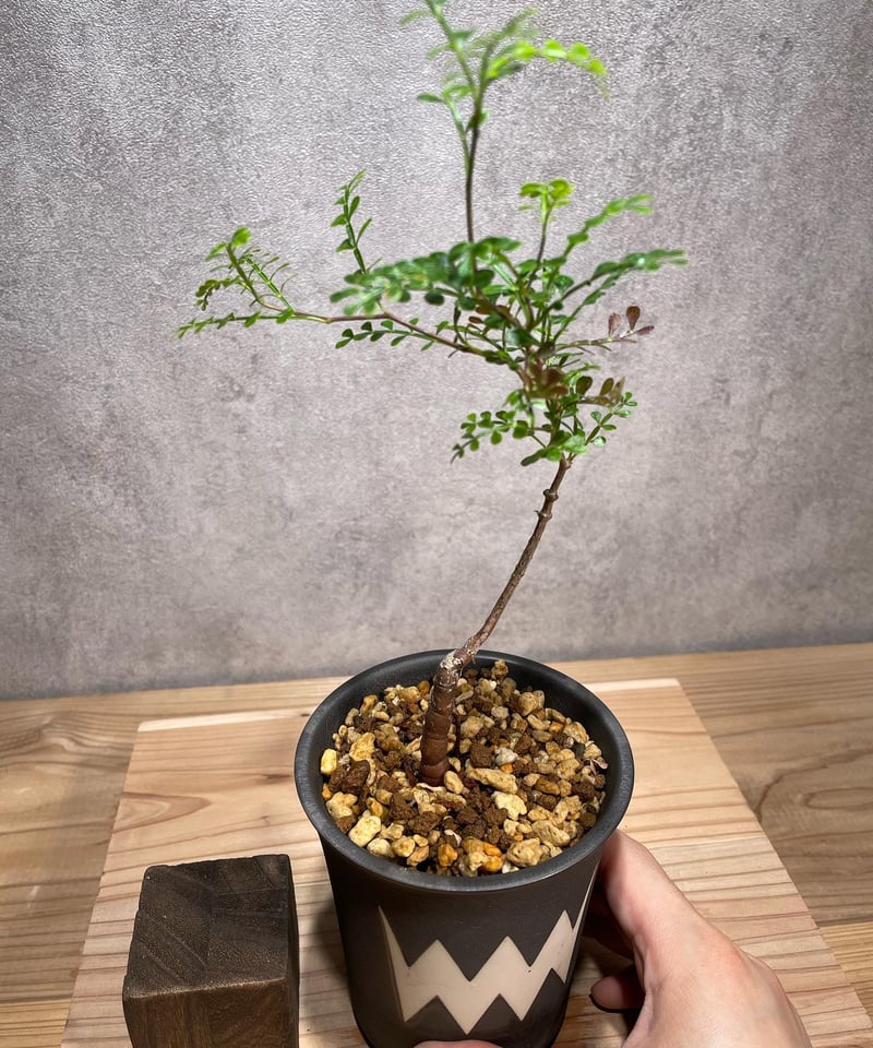 オペルクリカリア パキプス／Operculicarya pachypus 実生2年株 発根