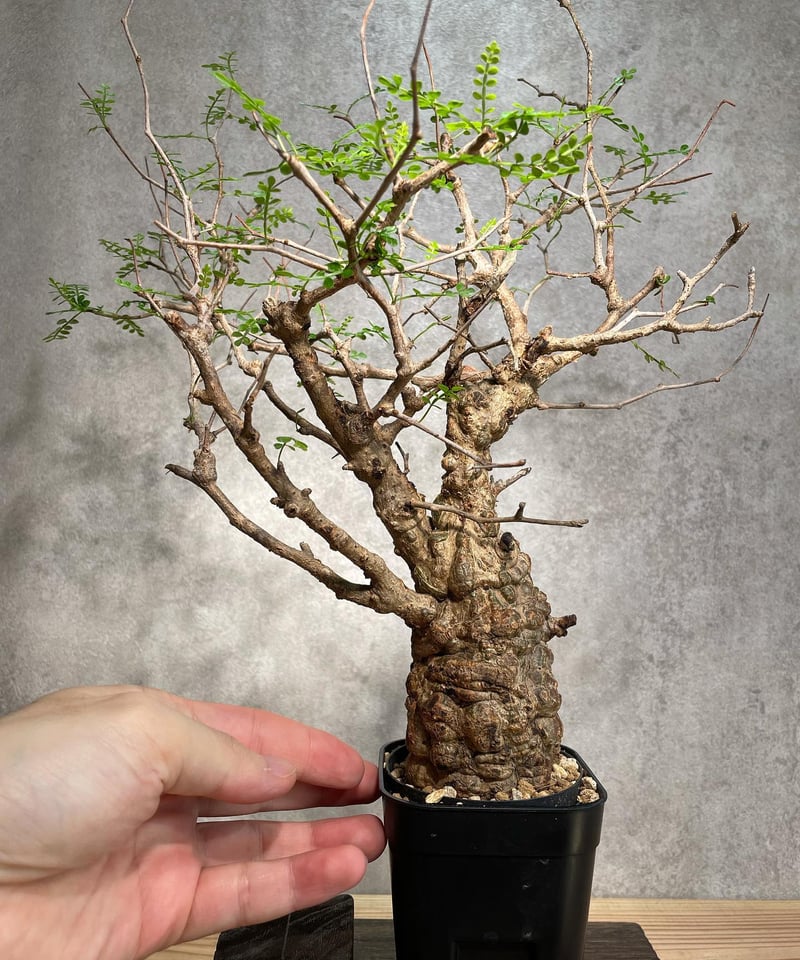 オペルクリカリア パキプス／Operculicarya pachypus 発根済 手乗りサイ