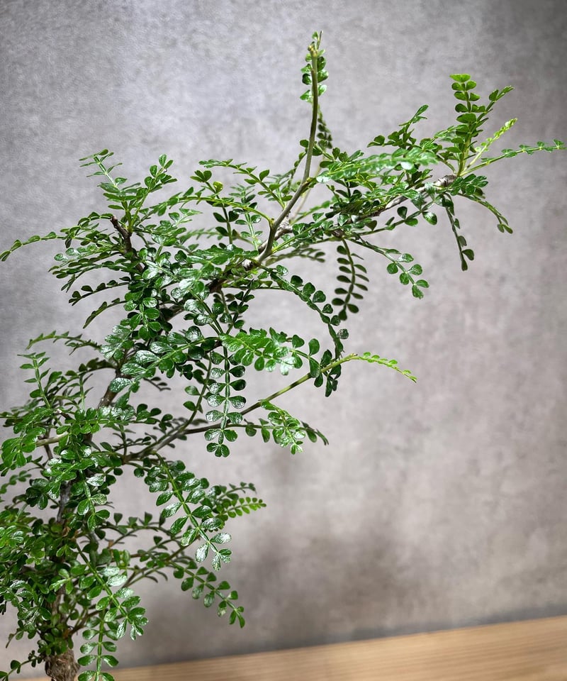 オペルクリカリア パキプス／Operculicarya pachypus 実生5年株 発根