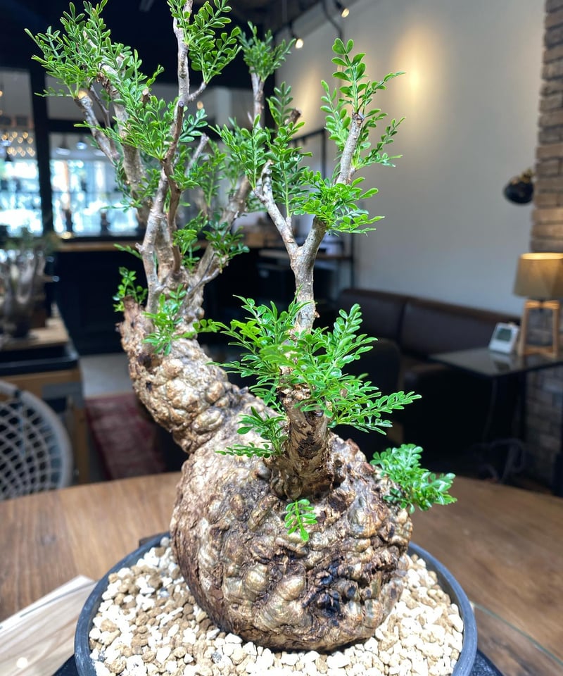 オペルクリカリア パキプス／Operculicarya pachypus 発根済 扁平俵型 (