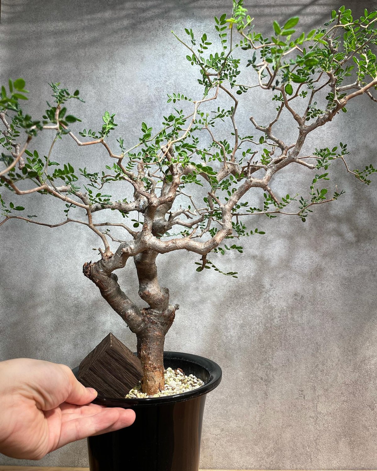 コミフォラ モンストローサ /Commiphora monstrosa 発根済 (幹幅約3.