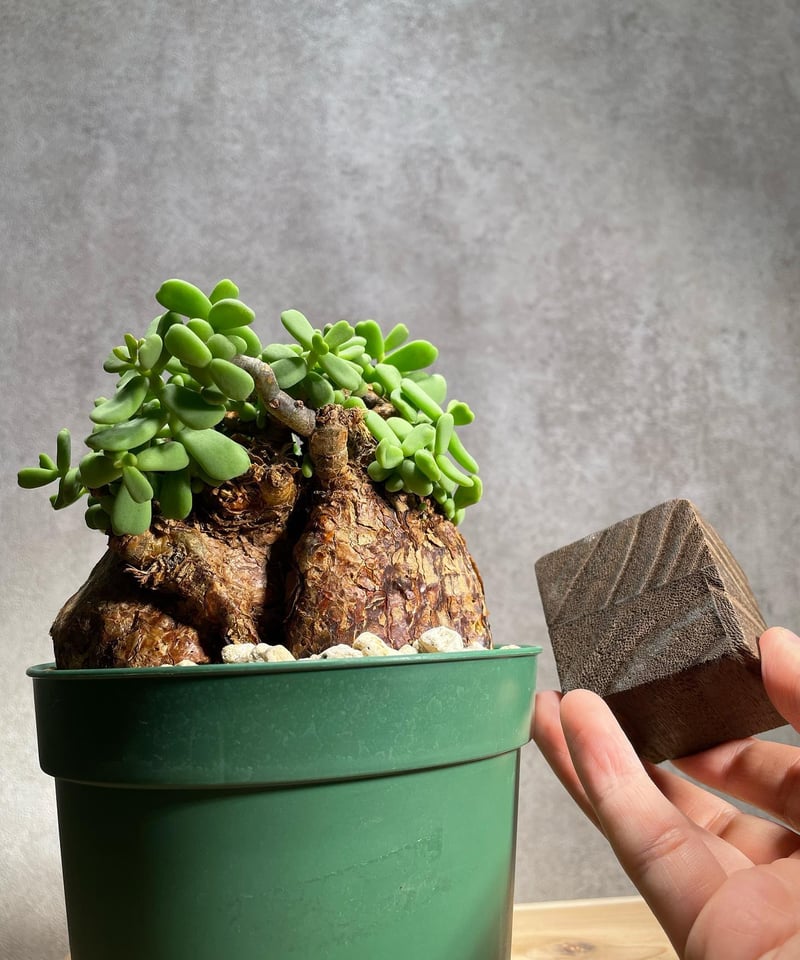 ケラリア ピグマエア／Ceraria pygmaea 発根済 (商品番号pm-3) | RIS