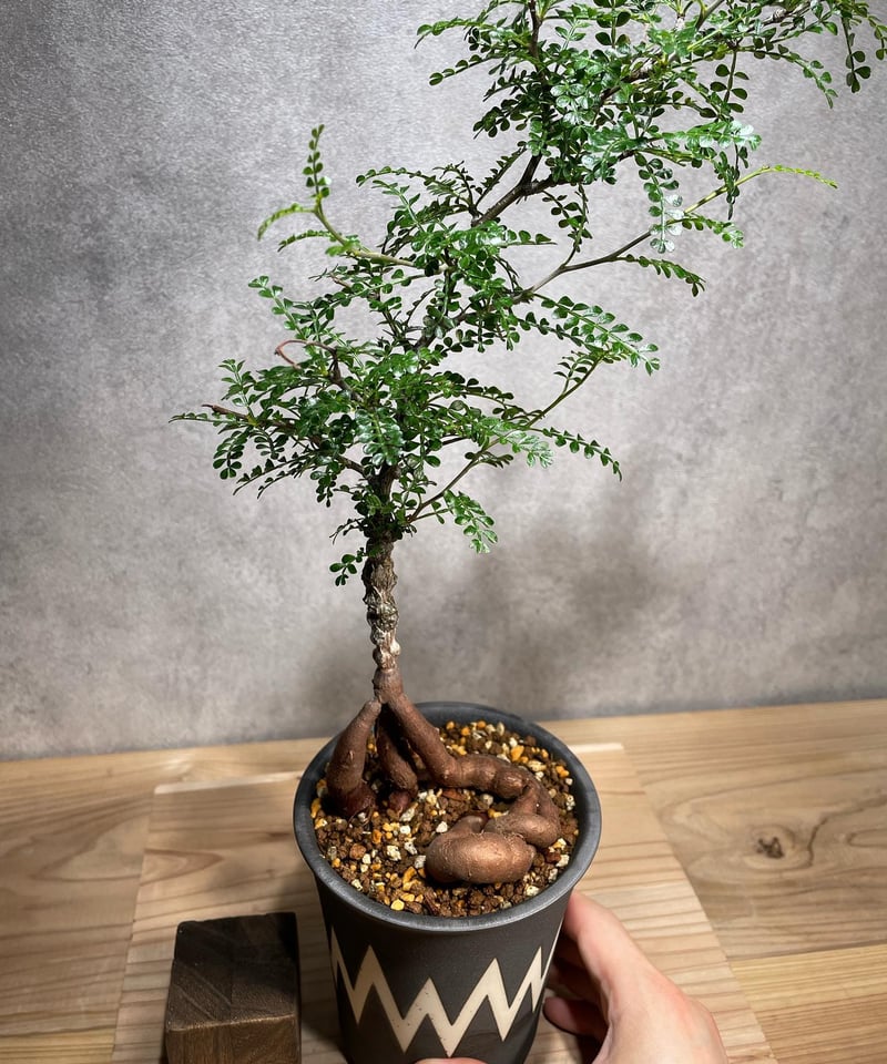 オペルクリカリア パキプス／Operculicarya pachypus 実生5年株 発根