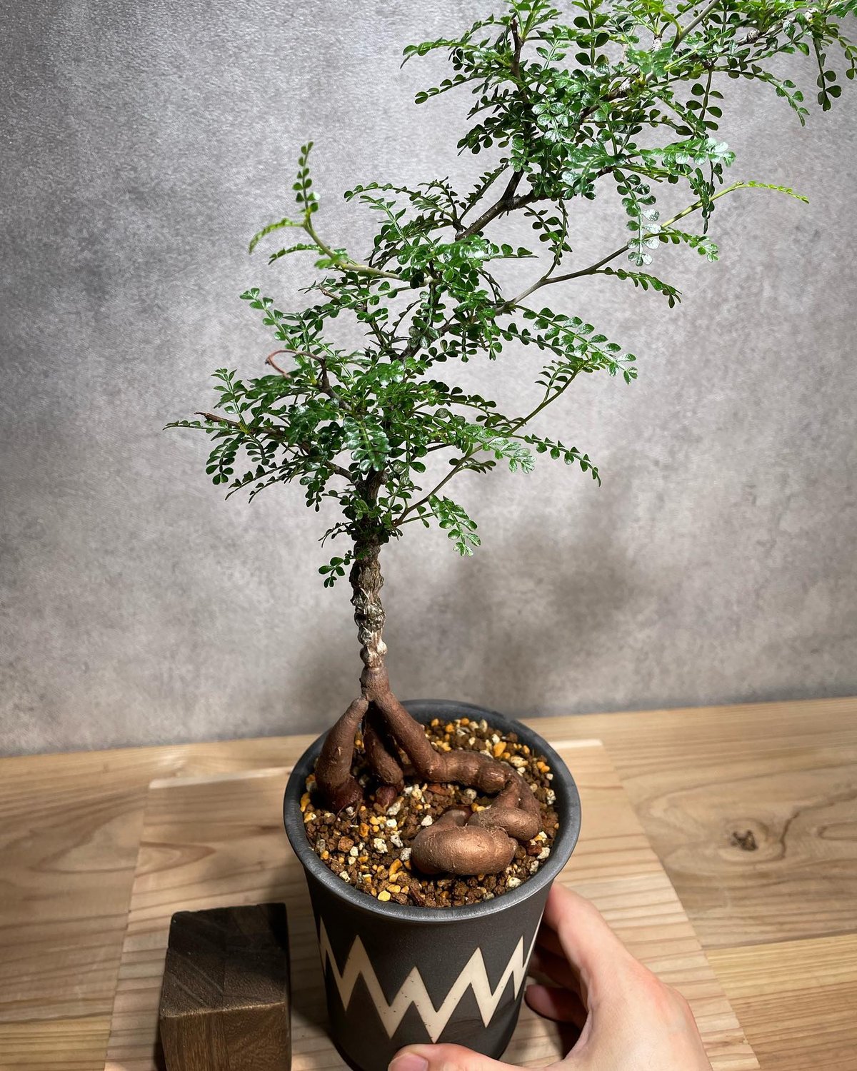 オペルクリカリア パキプス／Operculicarya pachypus 実生5年株 発根