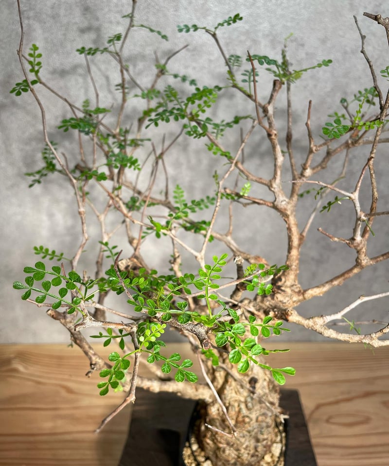 オペルクリカリア パキプス／Operculicarya pachypus 発根済 手乗りサイ