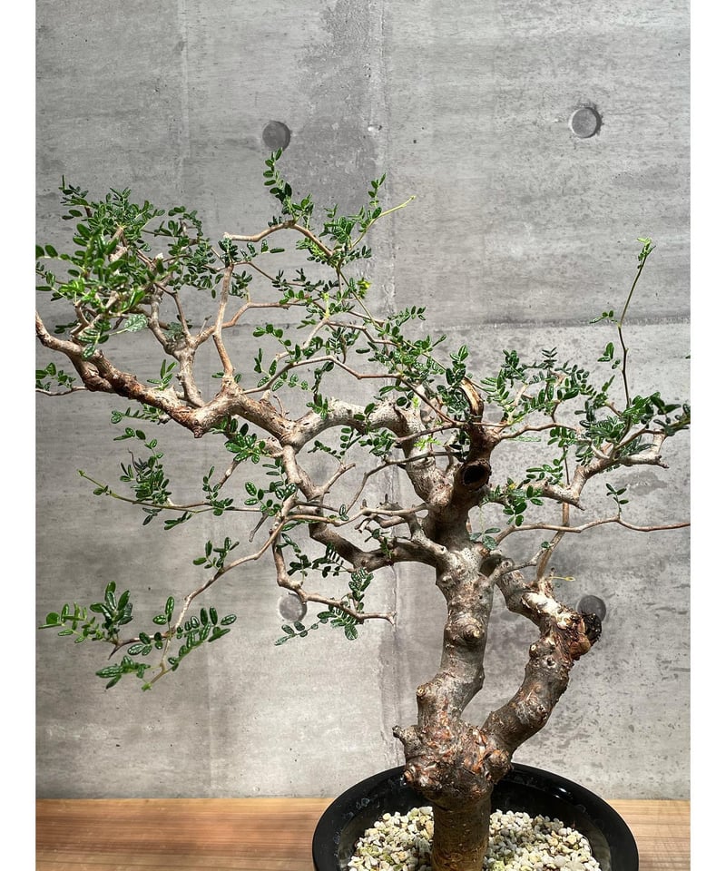 コミフォラ モンストローサ /Commiphora monstrosa 発根済 (幹幅約3.