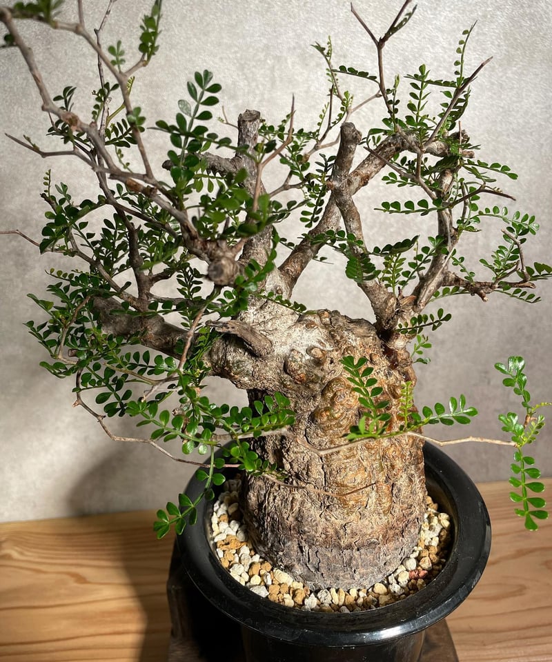 オペルクリカリア パキプス／Operculicarya pachypus 発根済 (塊根幅