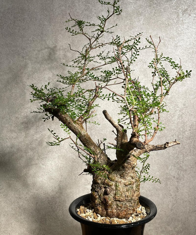 オペルクリカリア パキプス／Operculicarya pachypus 発根済 丸型 (塊