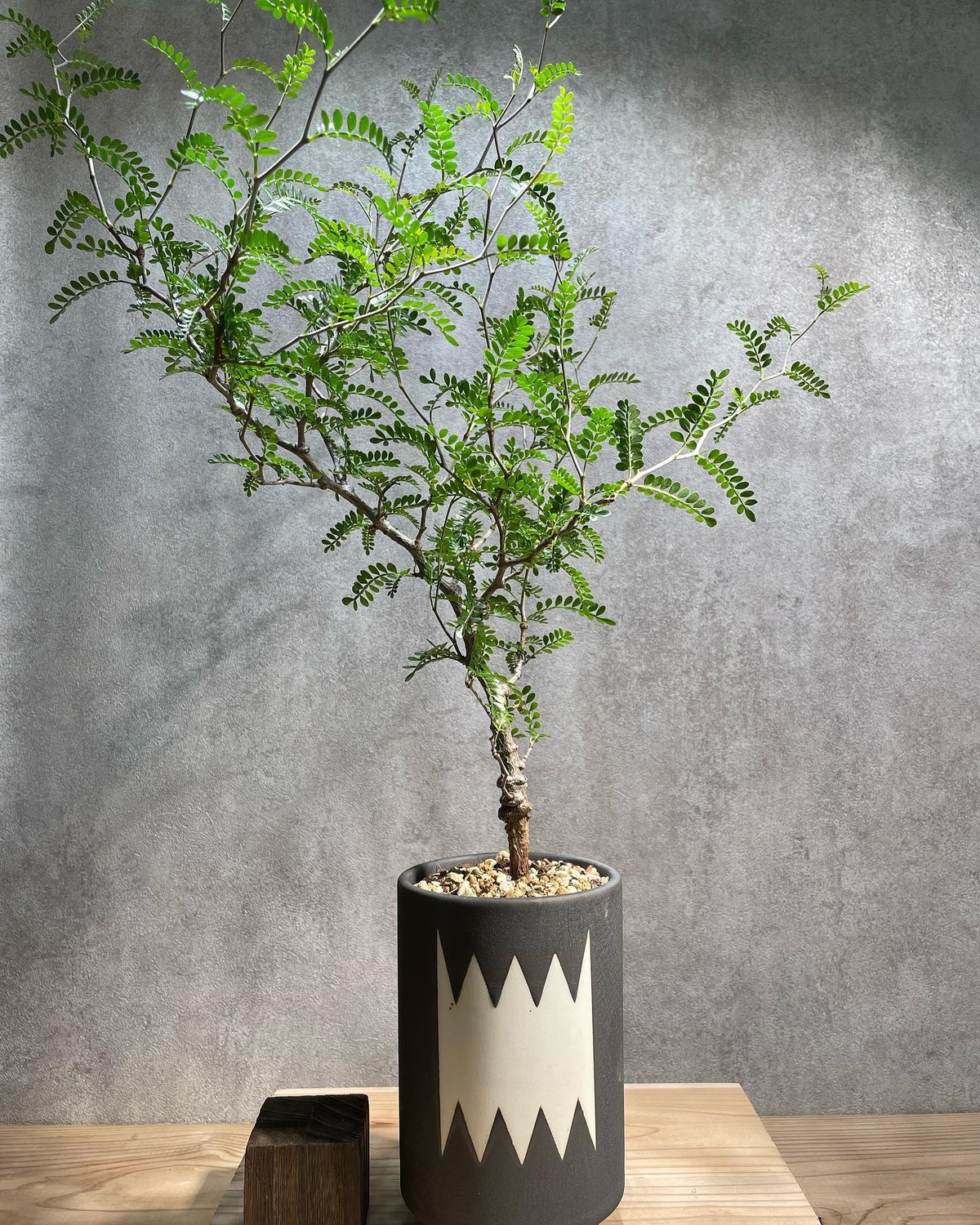 オペルクリカリア パキプス 実生5年株 発根済 (商品番号PP-52valiem