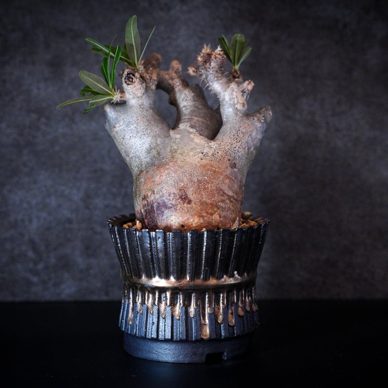 パキポディウム グラキリス-PG217/桑江良寿 歯車鉢4号鉢 | Supervoid