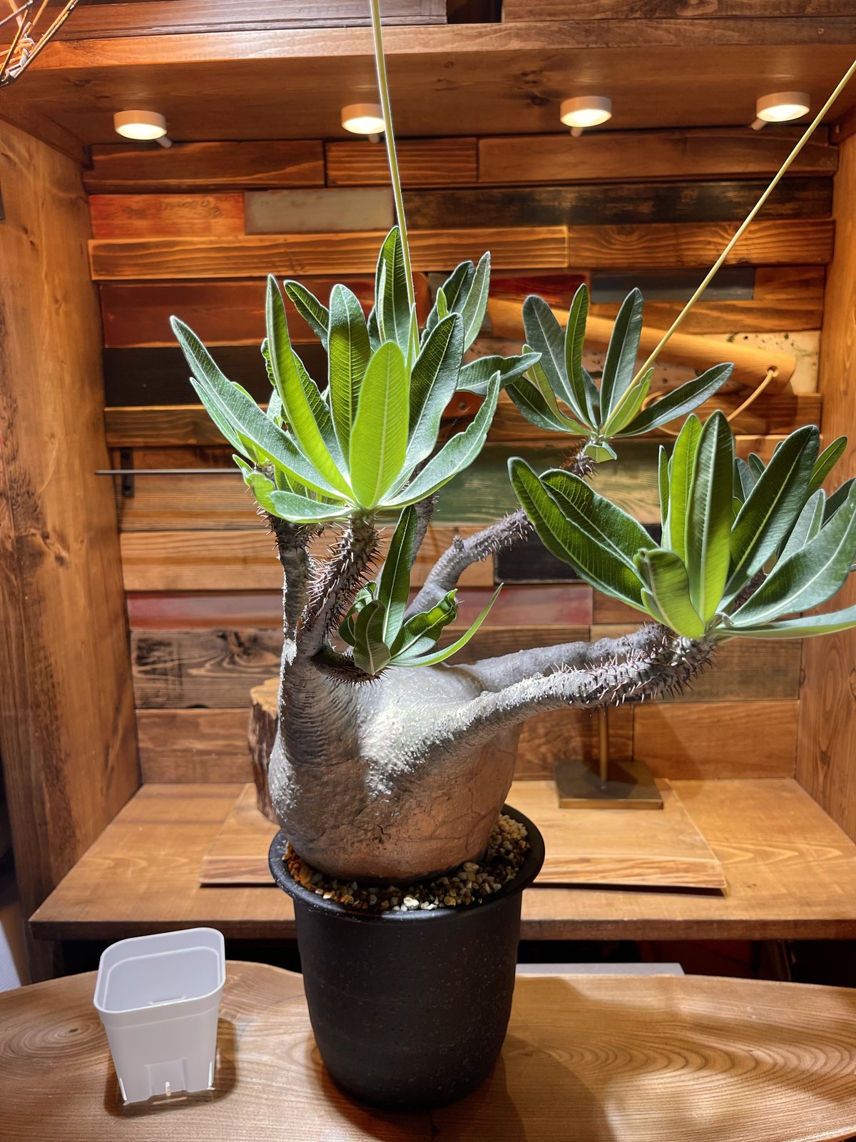 fit=scale-down,w=1200