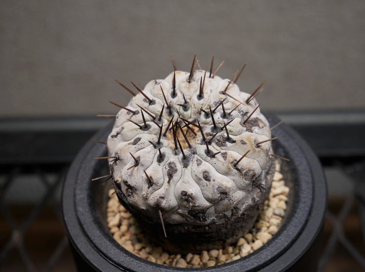 コピアポア コルムナアルバ 孤竜丸 Ⅾ | Green Shop MITSUBACHI