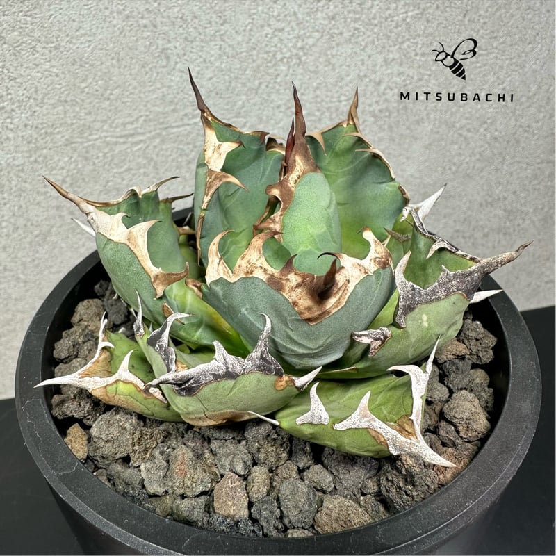 アガベ チタノタ 姫厳竜 3.5号 【Dragon Agave】 | Green Shop