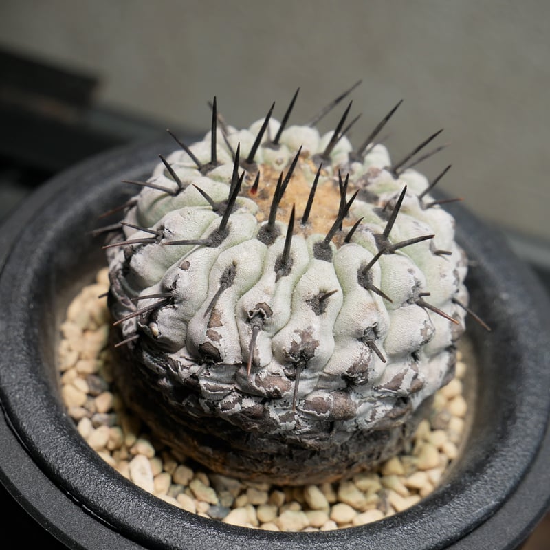 コピアポア コルムナアルバ 孤竜丸 A | Green Shop MITSUBACHI