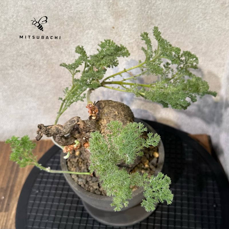 ペラルゴニウム トリステ 鉢Set | Green Shop MITSUBACHI