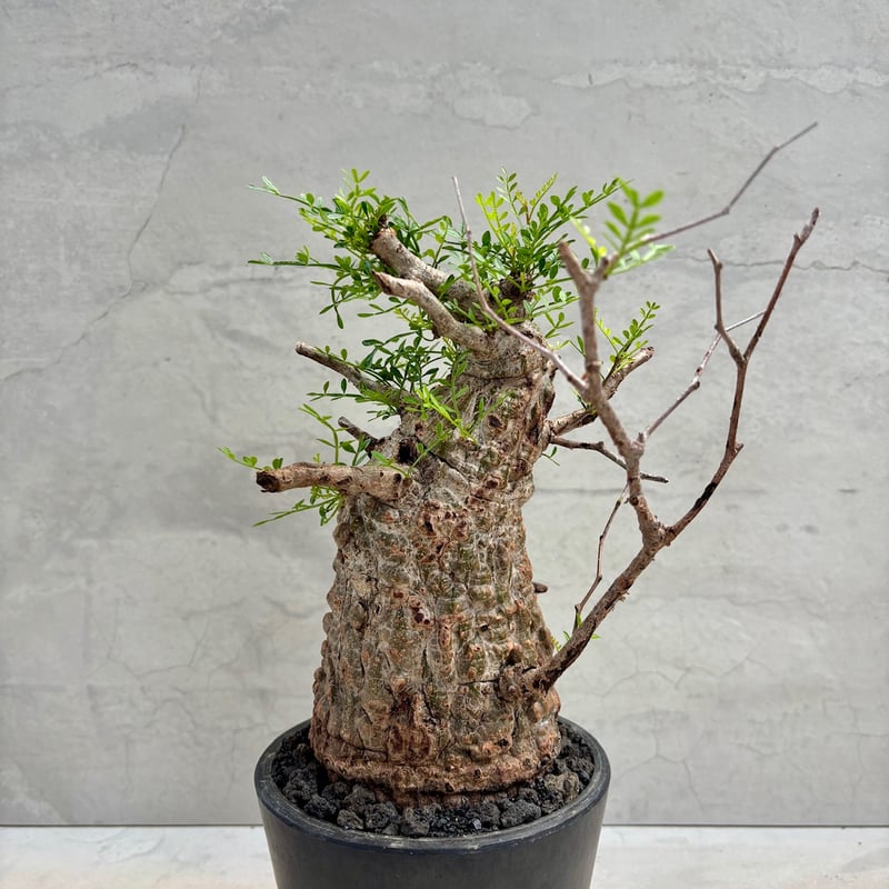 オペルクリカリア・パキプス(24dec24.v14-2) | GOOD DAYS