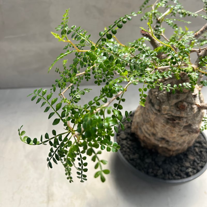 オペルクリカリア・パキプス(230513) | GOOD DAYS