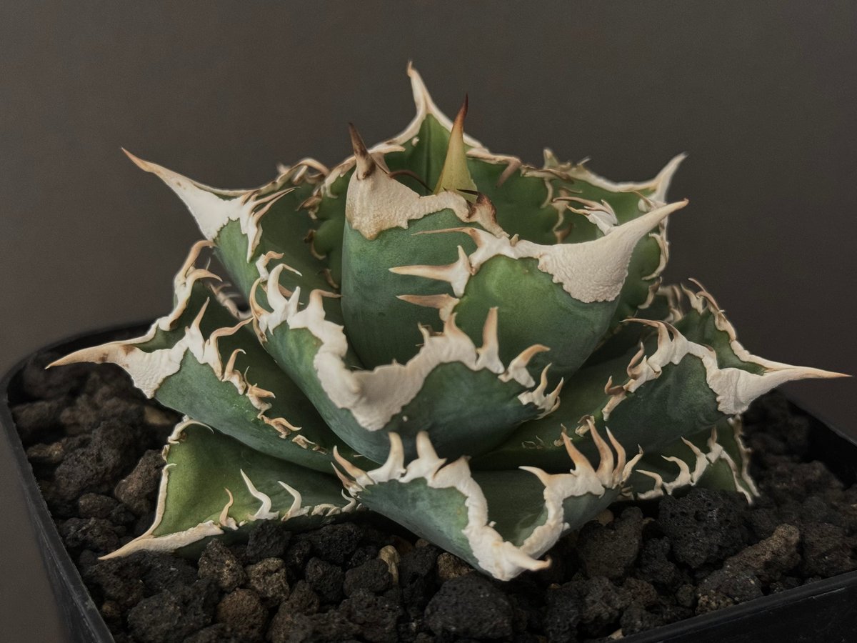 アガベ12株セット（麻花龍、氷雹、大白鯊、トリケラトプス、皇冠…etc