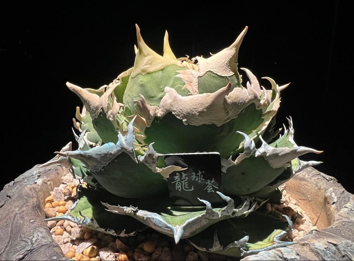 アガベ・チタノタ 白毫刺（芽）-021(当店標本株直子)｜agave titanota