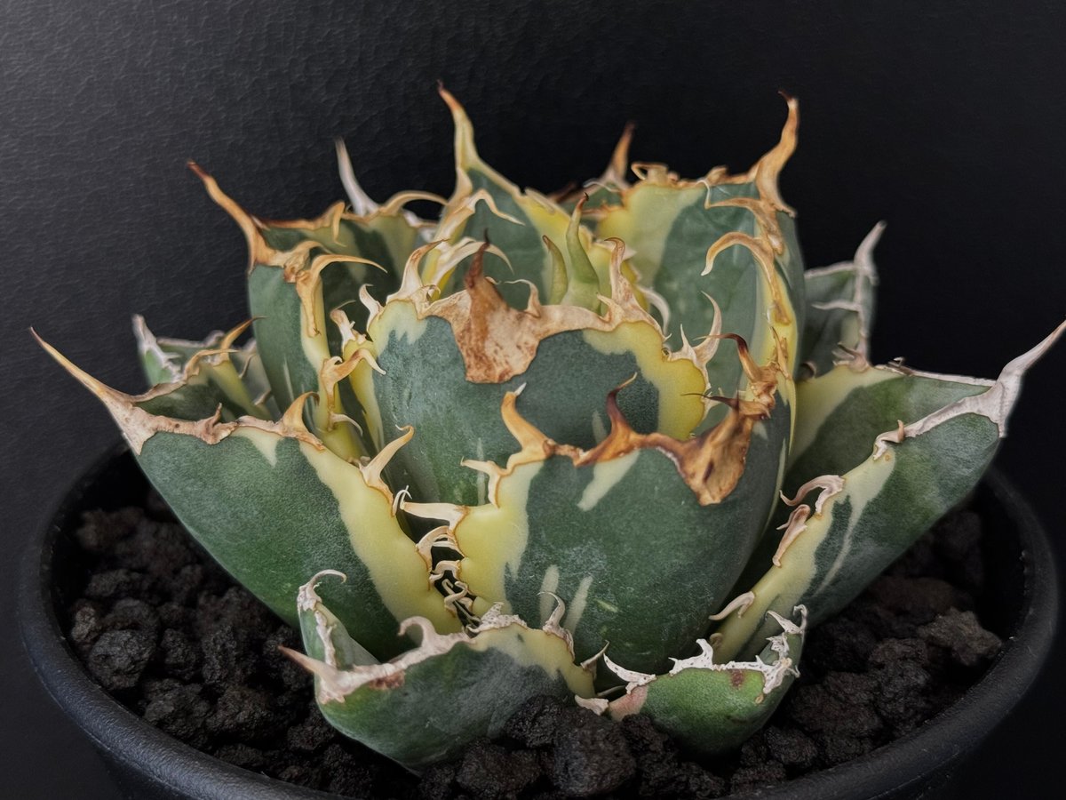 アガベ・チタノタ白鯨（覆輪）芽-008｜agave titanota white whale