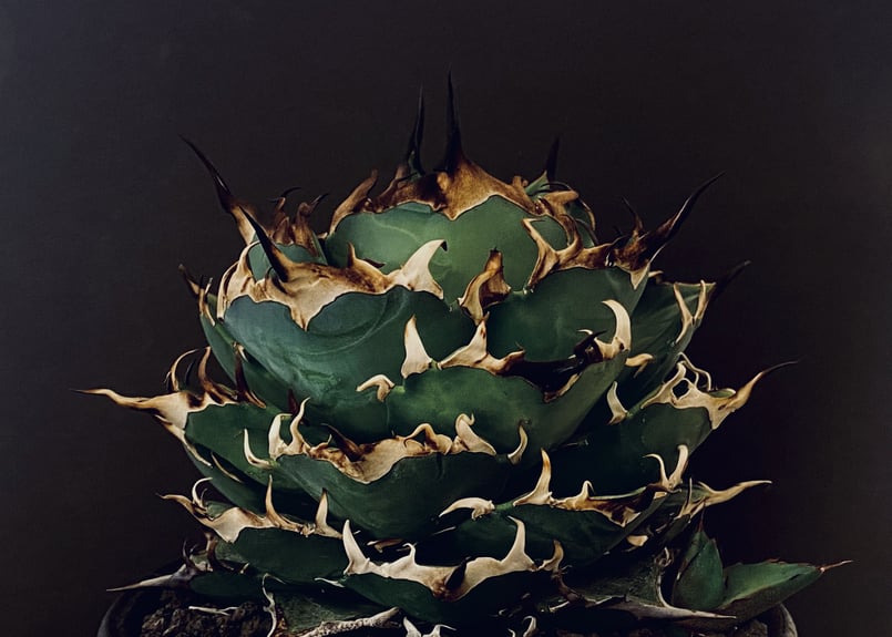 アガベ・チタノタ ハデス (黒帝斯)_小-012｜agave titanota hades |