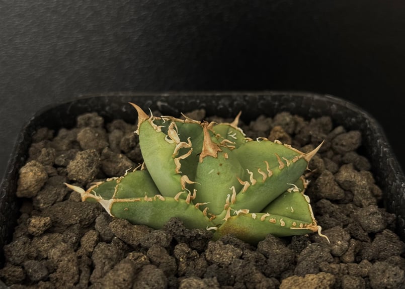 アガベ・チタノタ 星空（芽）-003｜agave titanota starry sky |