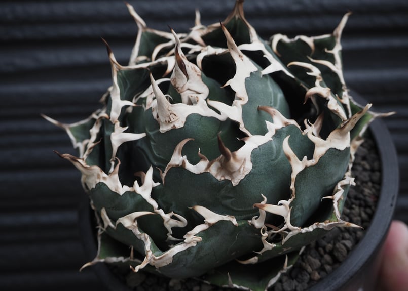 アガベ・チタノタ白鯨（ボールタイプ）中-062｜agave titanota white wh