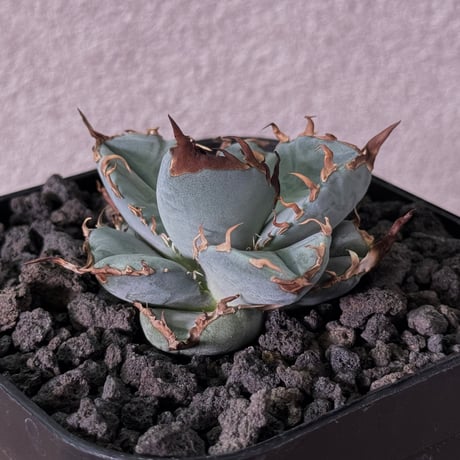 アガベチタノタブルー | STORES