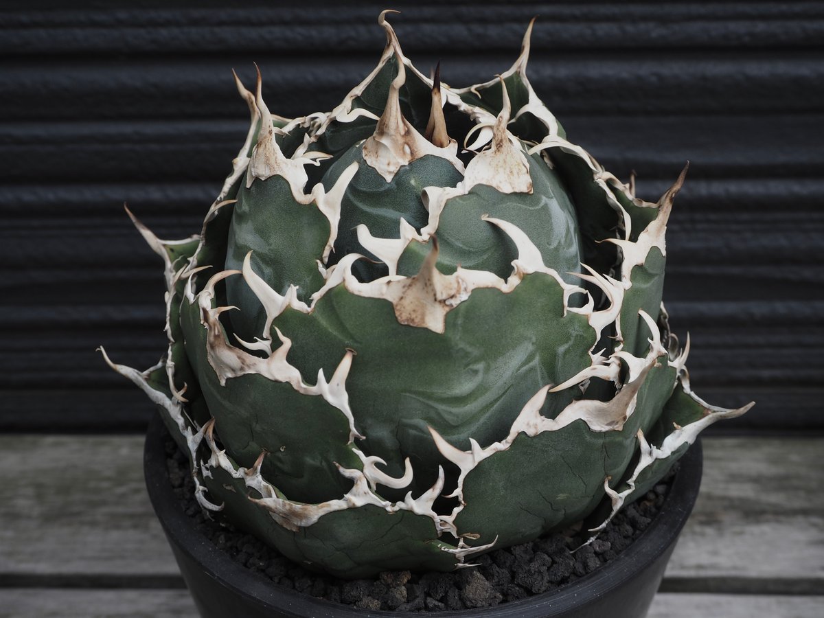 fit=scale-down,w=1200