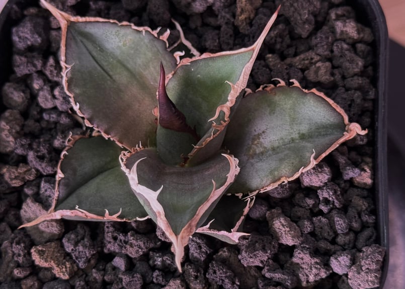 アガベ・チタノタ 緑幽霊（芽）-007｜agave titanota green ghost