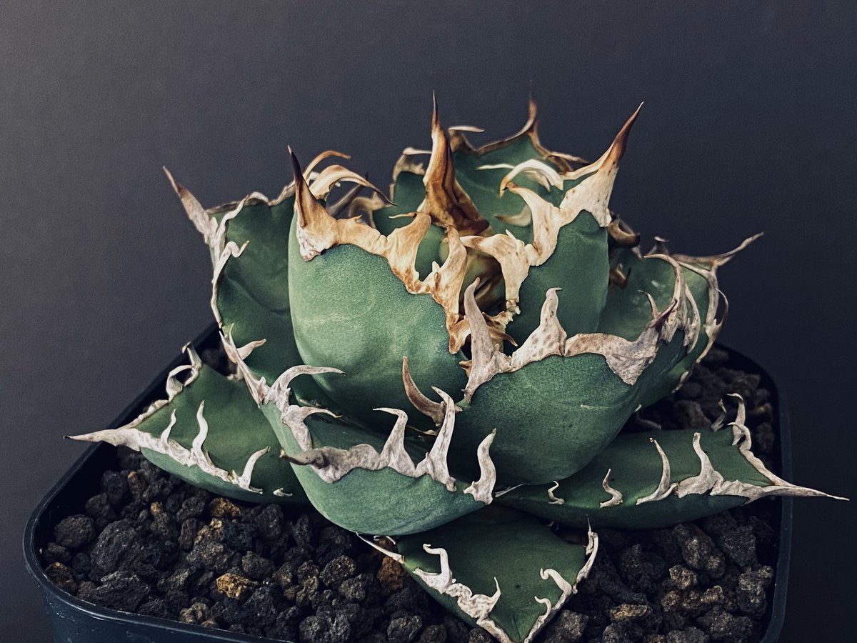 アガベ・チタノタ シーザー（凱撒）中-015｜agave titanota caesar |